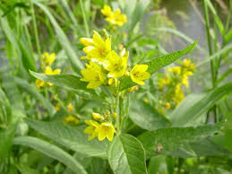 Attēlu rezultāti vaicājumam “Lysimachia vulgaris leaf”