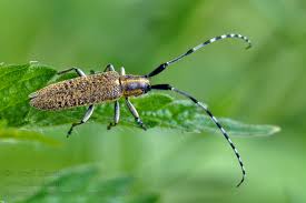 Attēlu rezultāti vaicājumam “Agapanthia villosoviridescens”