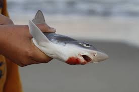 Image result for Mustelus canis