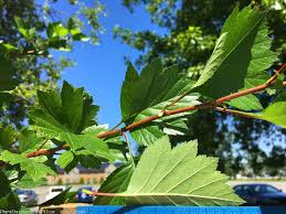 Attēlu rezultāti vaicājumam “Crataegus x macrocarpa leaf”