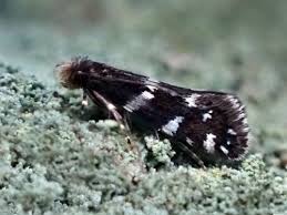 Attēlu rezultāti vaicājumam “Tineidae”