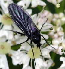 Attēlu rezultāti vaicājumam “Sciaridae”