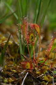 Attēlu rezultāti vaicājumam “Drosera anglica”
