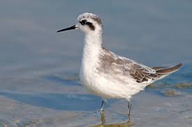 Attēlu rezultāti vaicājumam “Phalaropus lobatus”