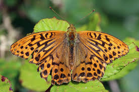 Attēlu rezultāti vaicājumam “Argynnis paphia”