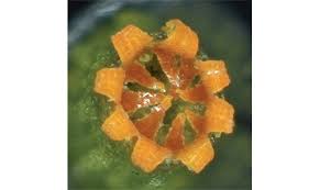 Attēlu rezultāti vaicājumam “Orthotrichum, Nyholmiella”