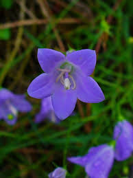 Attēlu rezultāti vaicājumam “Campanula rotundifolia flower”