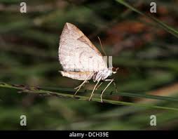 Attēlu rezultāti vaicājumam “Eulithis testata”