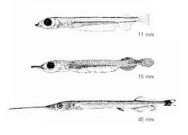 Attēlu rezultāti vaicājumam “Belone belone”