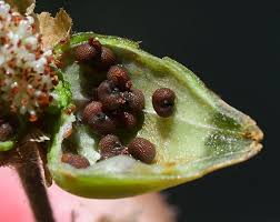 Attēlu rezultāti vaicājumam “Silene otites fruit”