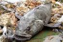Antarctic Cod – Antarctic Toothfish – Dissostichus mawsoni - Fish