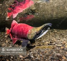 Image result for Oncorhynchus nerka