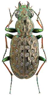 Attēlu rezultāti vaicājumam “Elaphrus cupreus”