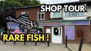 Image result for City of Preston Aquatics