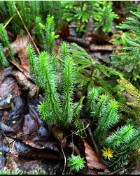 Attēlu rezultāti vaicājumam “Lycopodium annotinum”