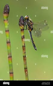 Attēlu rezultāti vaicājumam “Leucorrhinia rubicunda male”
