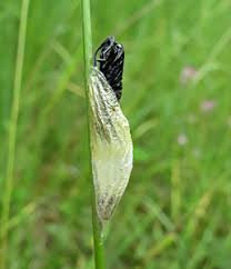 Attēlu rezultāti vaicājumam “Zygaena cocoon”