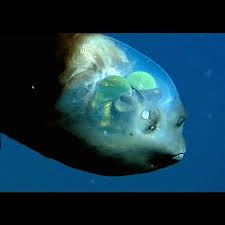 Attēlu rezultāti vaicājumam “Microstoma protracta”