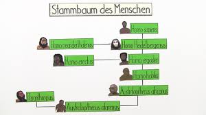 Image result for Evolution Stammbaum