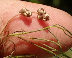 Attēlu rezultāti vaicājumam “Stuckenia pectinata”