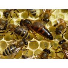 Attēlu rezultāti vaicājumam “Apis mellifera”