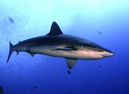 Image result for Carcharhinus galapagensis