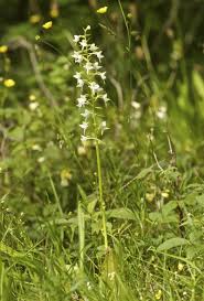 Attēlu rezultāti vaicājumam “Platanthera chlorantha flower”