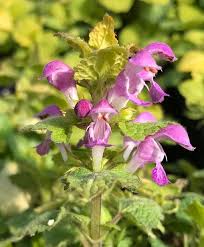 Attēlu rezultāti vaicājumam “Lamium maculatum”