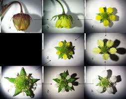 Attēlu rezultāti vaicājumam “Geum x intermedium”