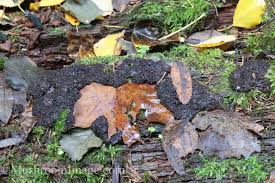 Attēlu rezultāti vaicājumam “Siphoptychium violaceum spores”