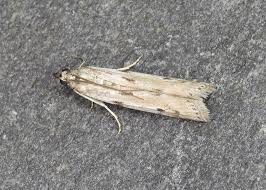 Attēlu rezultāti vaicājumam “Phycitodes binaevella”