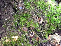 Attēlu rezultāti vaicājumam “Geopora arenicola”