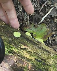 Attēlu rezultāti vaicājumam “Stemonitis flavogenita spores”