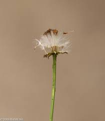 Attēlu rezultāti vaicājumam “Senecio vernalis flower”