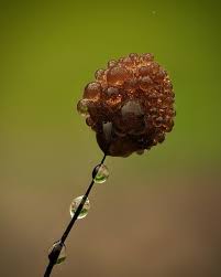 Attēlu rezultāti vaicājumam “Craterium minutum spores”
