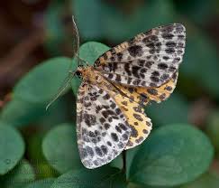 Attēlu rezultāti vaicājumam “Arichanna melanaria”