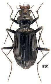 Attēlu rezultāti vaicājumam “Nebria livida”