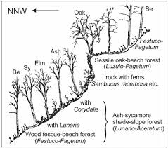 Attēlu rezultāti vaicājumam “Populus x lettland”