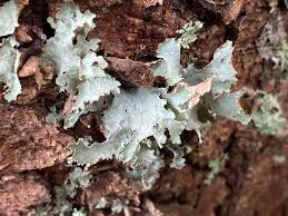 Attēlu rezultāti vaicājumam “Platismatia glauca”