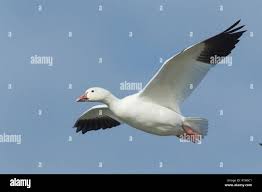 Image result for Anser caerulescens