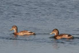 Attēlu rezultāti vaicājumam “Anas platyrhynchos male”