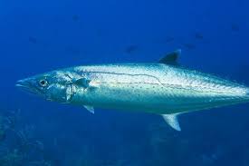 Image result for Scomberomorus cavalla