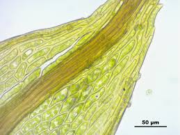 Attēlu rezultāti vaicājumam “Bryum pseudotriquetrum”