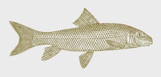 Image result for Moxostoma macrolepidotum