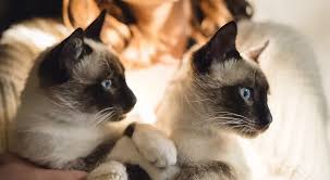 Afbeeldingsresultaat voor katten