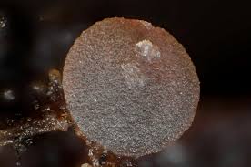 Attēlu rezultāti vaicājumam “Ombrophila violacea spores”