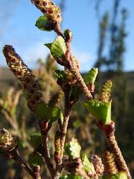 Attēlu rezultāti vaicājumam “Betula nana female flower”
