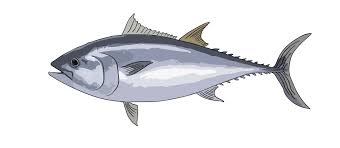 Image result for Thunnus thynnus