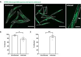Attēlu rezultāti vaicājumam “Comatricha elegans spores”