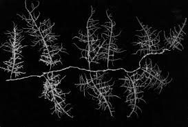 Attēlu rezultāti vaicājumam “Thamnobryum subserratum sporophyte”